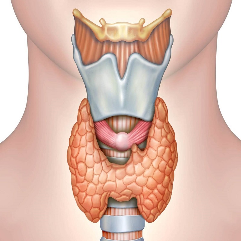 mera-internista-consultant-doctor-anti-aging-envejecimiento-hormonas-alicante-sha-vithas-replacement-sustitucion-hormone-bioidentical-menopause-menopausia-test-cancer-thyroid.jpeg